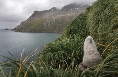 201705-dickmanalbatrosschick.jpg