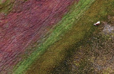 201707-seckler_easterncapebull_header.jpg