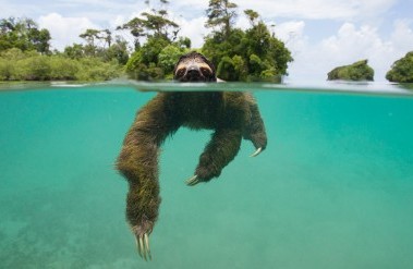 20184-header_sloth_thp_038828.jpg