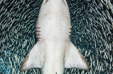 20188-Sand-Tiger-Shark_Tanya-Houppermans.jpg