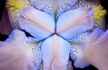 20196header_iris-5.jpg
