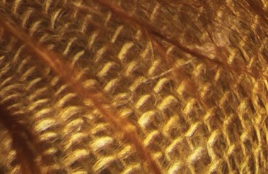 202205-closeup-PF.jpg