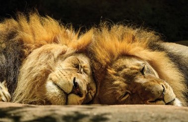 202502_Nikkor800mm_lions_EllisVener.jpg