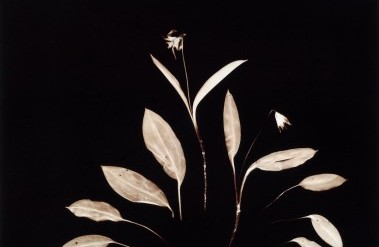 202508_RJH-EAS2._TROUT_LILY_300_CMYK_8x6_LindySmith_.jpg