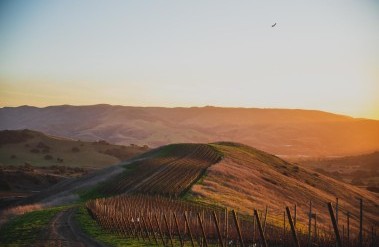 202509_BirdWatchingWithBenefits_JohnSebastianoVineyard_HeatherDaenitz_FG_Daenitz.jpg