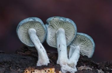 202512_TinyNature_p37A_Fungi-Clitocybe_odora-Aniseed_Funnel-New_Forest-9x12_Foreground_Rosenkrans.jpg