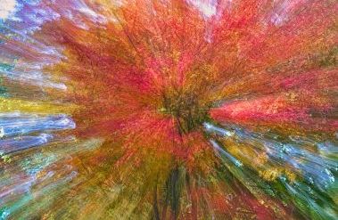 202604__I_fall_in_love_with_a_tree__Arboreal_New_Zealand_-_2023_©_pen@pdensham.com_Foreground_Densham_.jpg