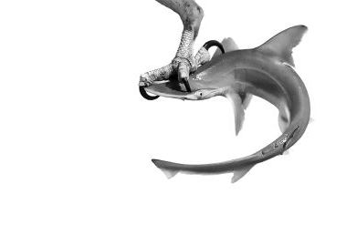 202608_LARGER_SIZE_Ospreys_Claw_FG_Dere.jpeg
