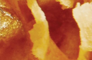 3.24-PP-KLOK-bee-small__1.jpg