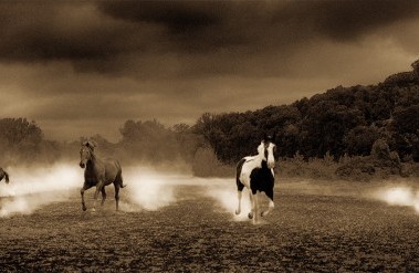5.21-Horse-115-_.jpg