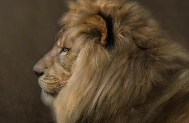 6.23-PP-TheKing_.jpg