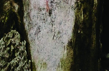 PF-marlamanes_copy.jpg