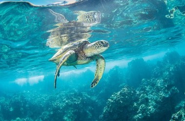 header-20197honu-reflection-kohola-le-djh-copy.jpg