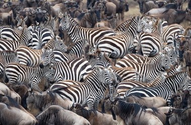 header-42020zebra-common-022.jpg