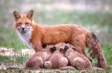 header-82020fox_dz64947.jpg