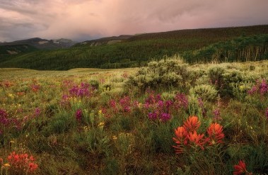 header_20198pinos-pass-wildflowers.jpg