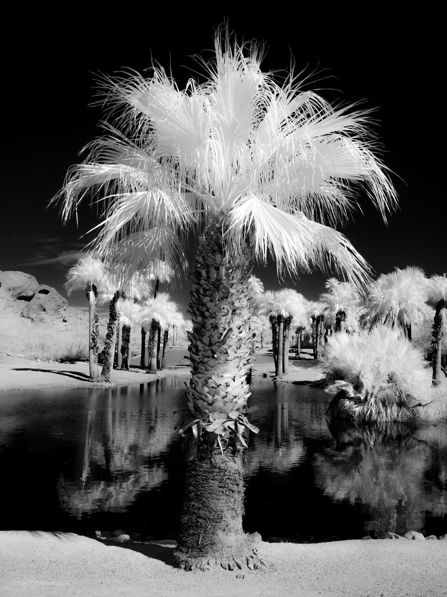 infrared photo of cactus plant