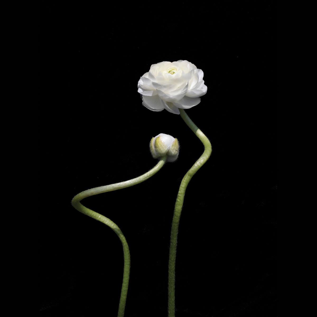 photo of two white flowers