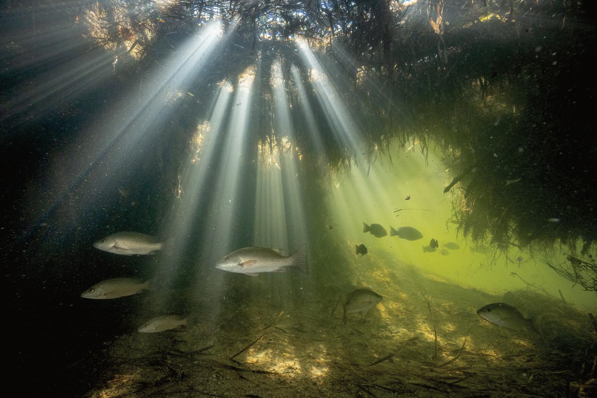 an underwater photo by Mac Stone of mangroves and small fish