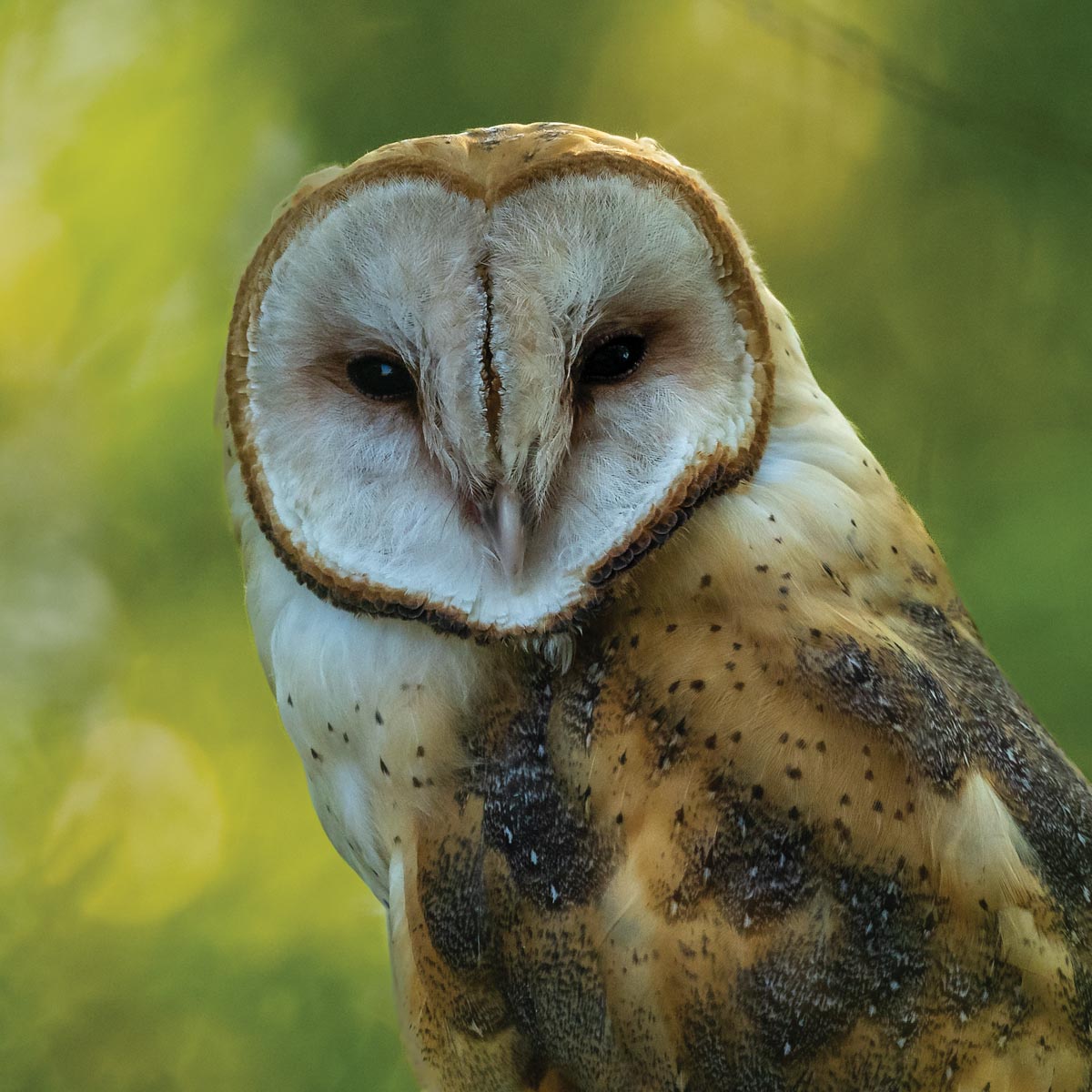 white faced owl with greenery in background